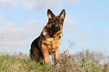 BERGER ALLEMAND 567